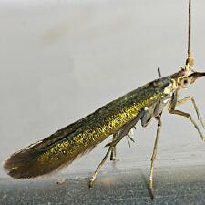 Coleophora trifolii