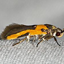 Euclemensia bassettella