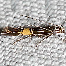 Cosmopterix attenuatella