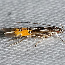 Cosmopterix minutella