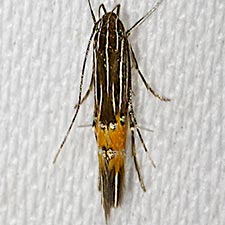 Cosmopterix minutella