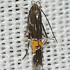 Cosmopterix bacata