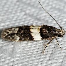 Pubitelphusa latifasciella