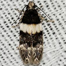 Pubitelphusa latifasciella