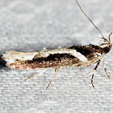 Telphusa longifasciella