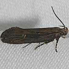 Chionodes discoocellella