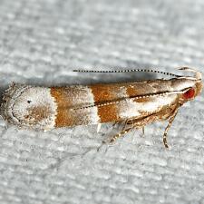 Battaristis vittella