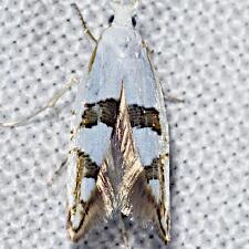 Argyresthia oreasella