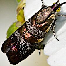 Tortyra slossonia