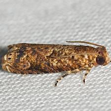 Episimus argutana