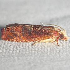 Episimus lagunculariae