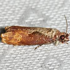 Episimus tyrius