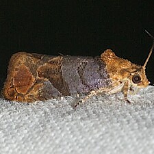 Paralobesia liriodendrana