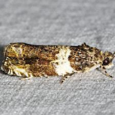 Olethreutes fasciatana