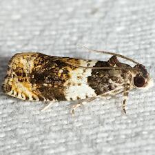 Olethreutes fasciatana