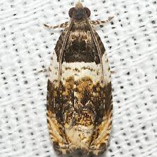 Olethreutes fasciatana