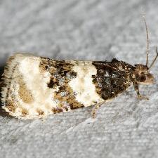 Olethreutes bipartitana