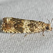 Celypha cespitana