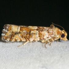 Eucopina tocullionana