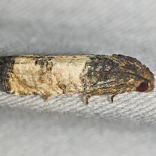 Epiblema discretivana