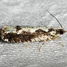 Chimoptesis pennsylvaniana