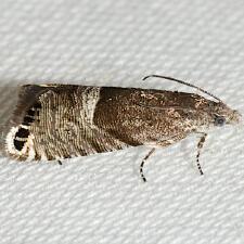 Sereda tautana