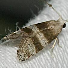 Corticivora parva