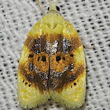 Acleris semipurpurana