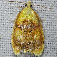 Acleris curvalana