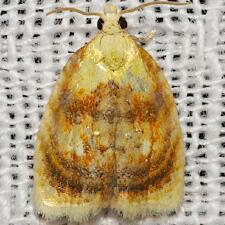 Acleris curvalana