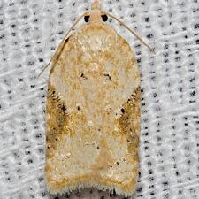 Acleris subnivana