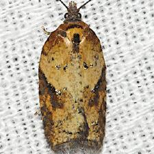 Acleris viburnana