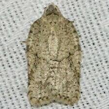 Acleris nigrolinea