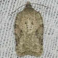 Acleris nigrolinea