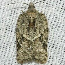 Acleris nigrolinea