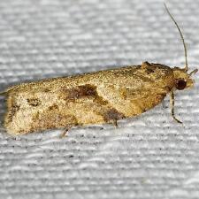 Argyrotaenia ivana