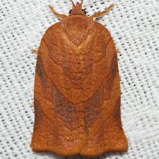 Choristoneura parallela