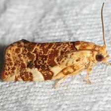 Archips argyrospila