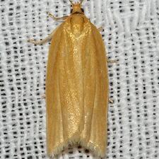 Clepsis clemensiana