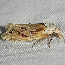 Aethes triassumenta