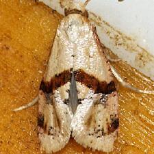 Cochylis caulocatax