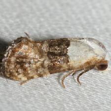 Eugnosta erigeronana