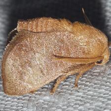 Isa textula