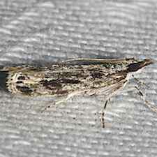 Eudonia strigalis