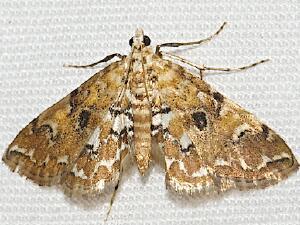 Elophila faulalis