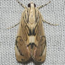 Dichogama redtenbacheri