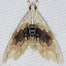 Lipocosma sicalis