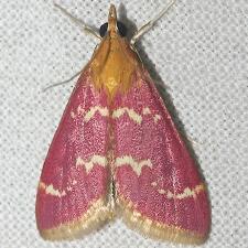 Pyrausta signatalis