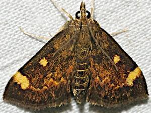 Pyrausta generosa