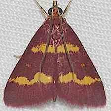 Pyrausta tyralis